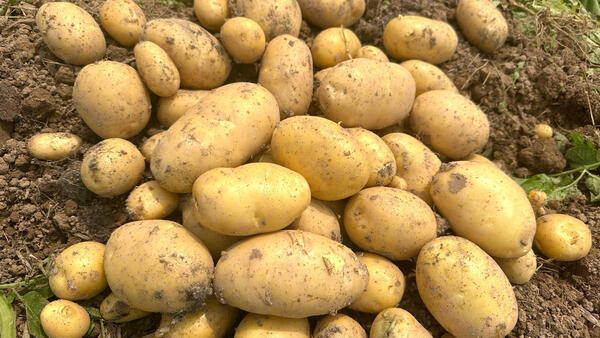 Người dân xã Lợi Bác vào vụ thu hoạch khoai tây