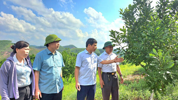 ĐOÀN KHẢO SÁT BAN DÂN TỘC HĐND TỈNH LẠNG SƠN: TỔ CHỨC KHẢO SÁT MÔ HÌNH TRỒNG CÂY MẮC CA VÀ TRÁM ĐEN TẠI XÃ LỢI BÁC